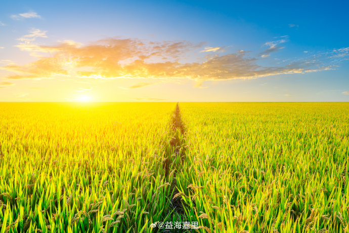 国家统计局发布2025年全国粮食产量数据